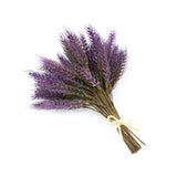 Purple Wheat Bunch