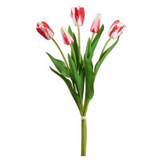 Tulip Bundle WH