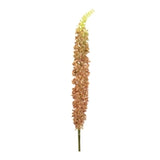 Eremurus Flower