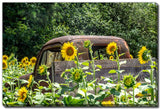 Truck in Field Sunflowers