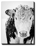 2 Snowy Cow 22x28