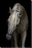 8 Arabian Stallion 22x28