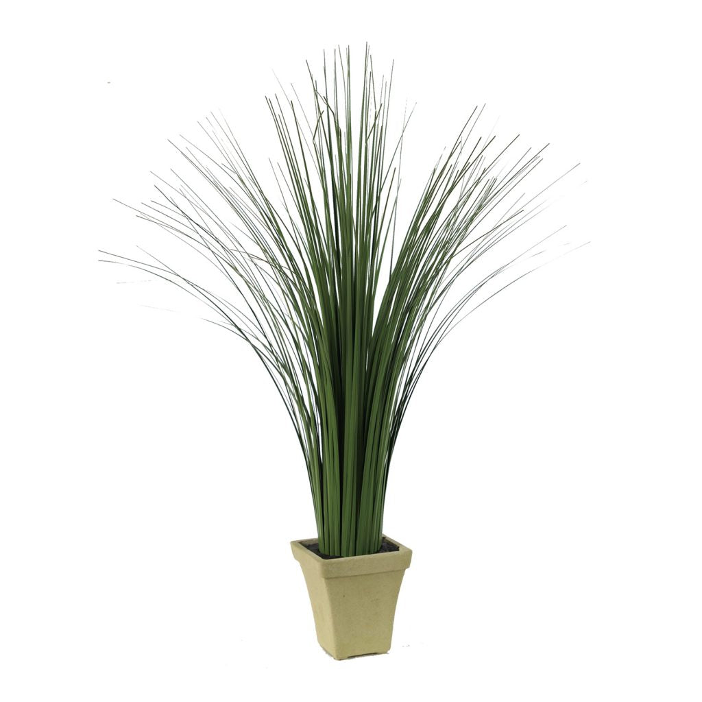 Ornamental Potted Grass