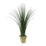 Ornamental Potted Grass